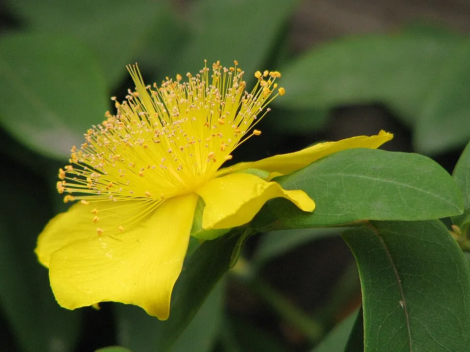 Örökzöld orbáncfű / Hypericum calycinum