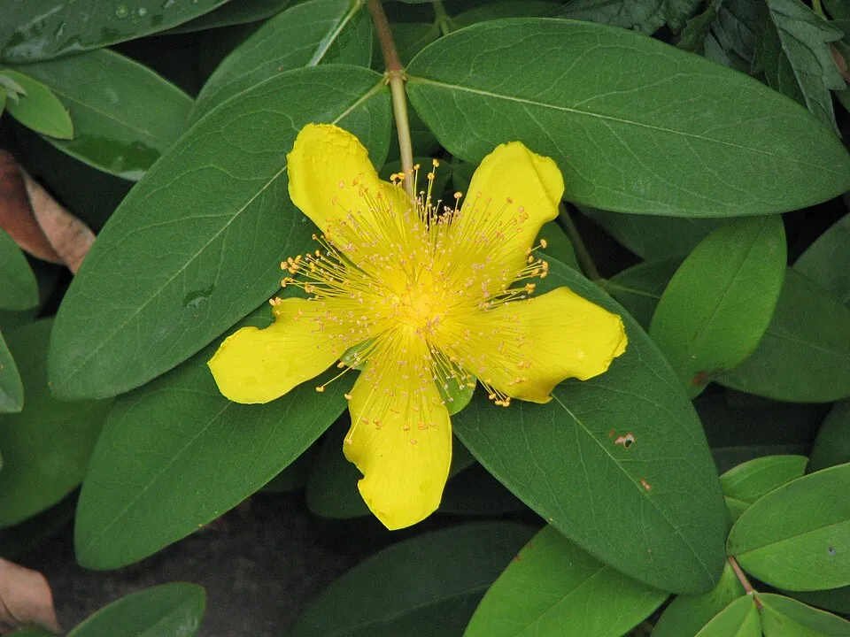 Örökzöld orbáncfű / Hypericum calycinum
