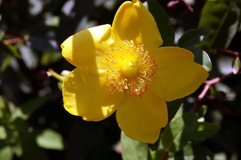 Fél örökzöld orbáncfű / Hypericum 'Hidcote'