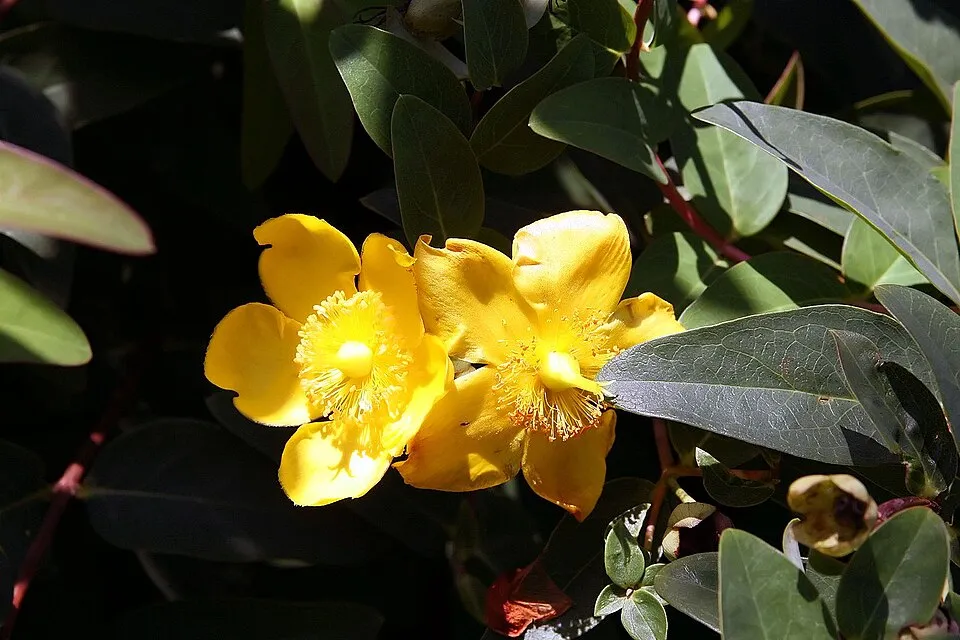 Fél örökzöld orbáncfű / Hypericum 'Hidcote'