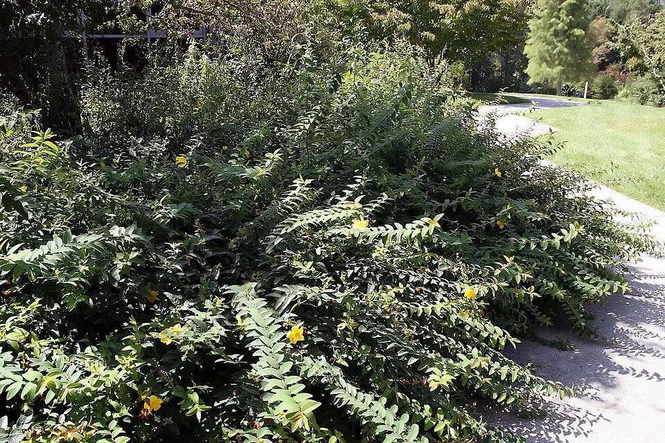 Fél örökzöld orbáncfű / Hypericum 'Hidcote'