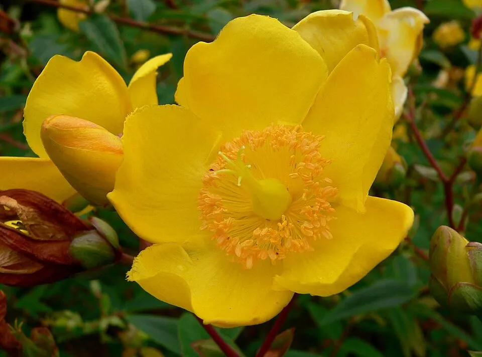 Fél örökzöld orbáncfű / Hypericum 'Hidcote'