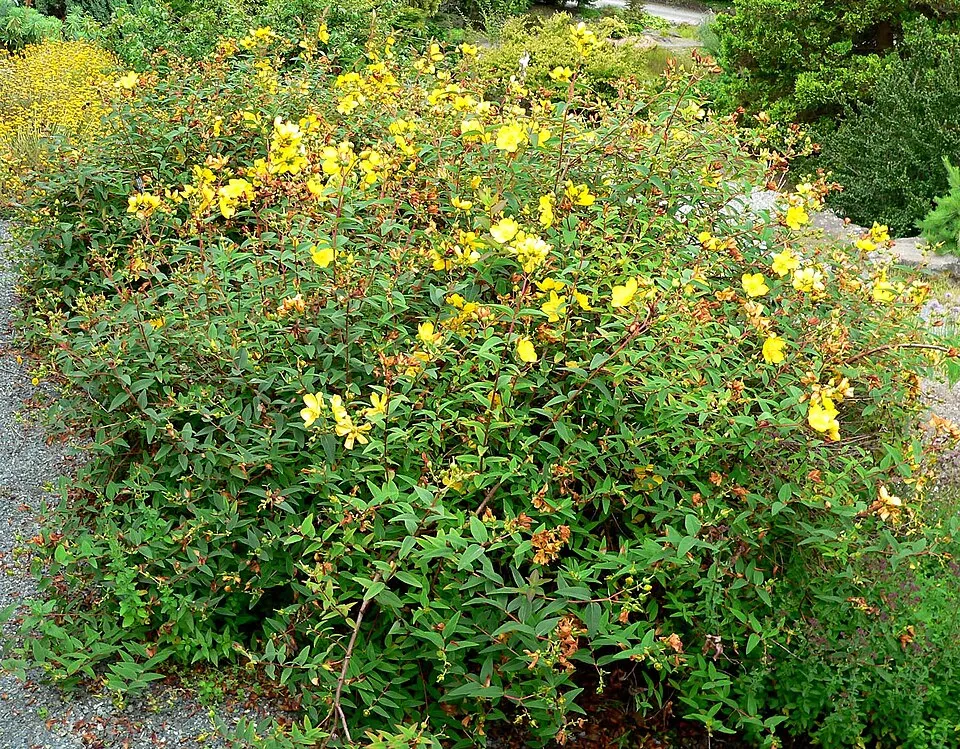 Fél örökzöld orbáncfű / Hypericum 'Hidcote'