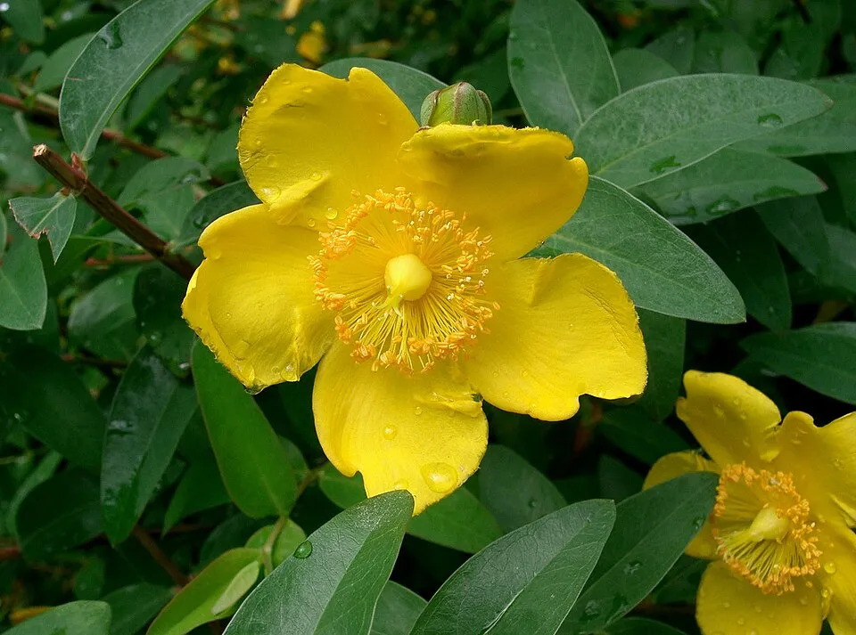 Fél örökzöld orbáncfű / Hypericum 'Hidcote'