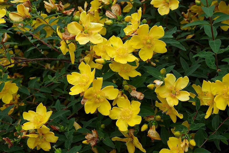 Fél örökzöld orbáncfű / Hypericum 'Hidcote'