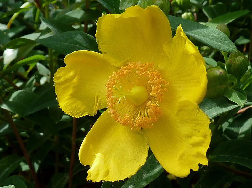 Fél örökzöld orbáncfű / Hypericum 'Hidcote'