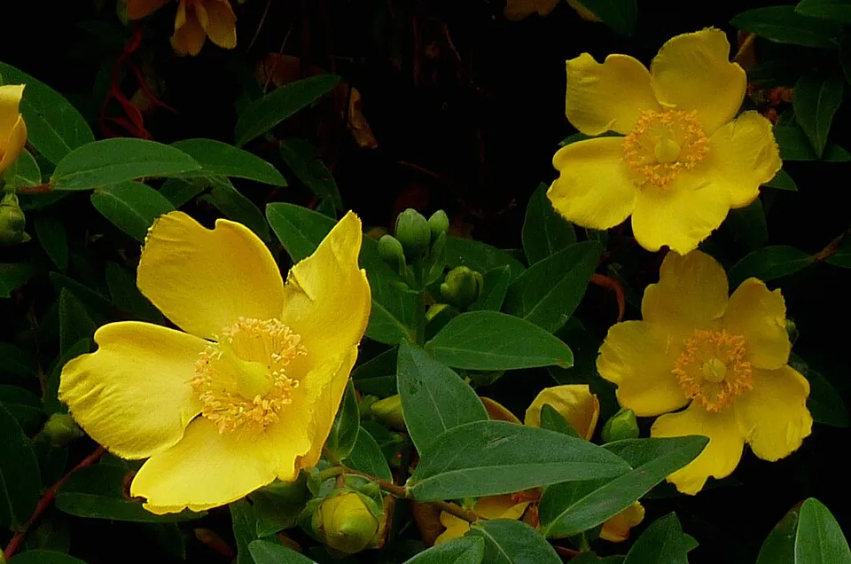 Fél örökzöld orbáncfű / Hypericum 'Hidcote'