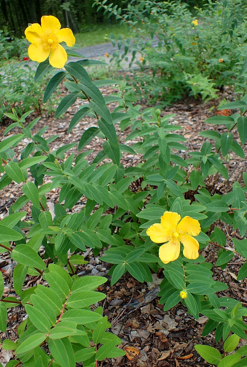 Fél örökzöld orbáncfű / Hypericum 'Hidcote'