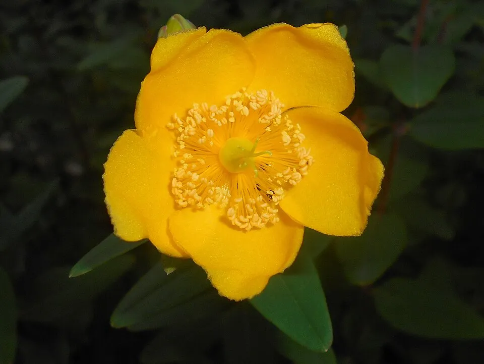 Fél örökzöld orbáncfű / Hypericum 'Hidcote'