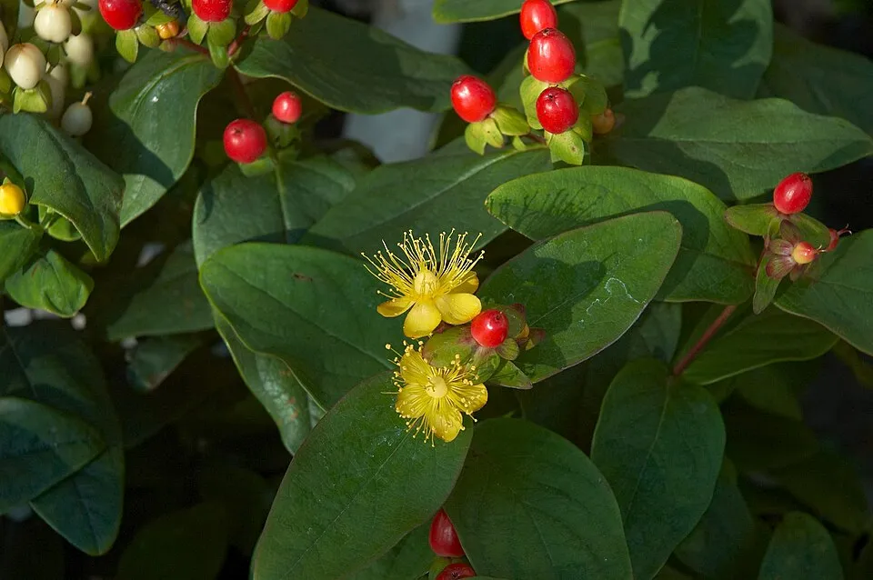 Bogyós orbáncfű / Hypericum x inodorum 'Annabell'