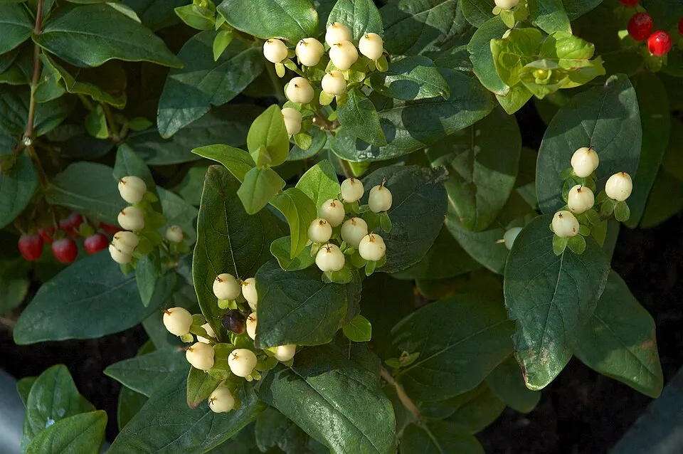 Bogyós orbáncfű / Hypericum x inodorum 'Annabell'