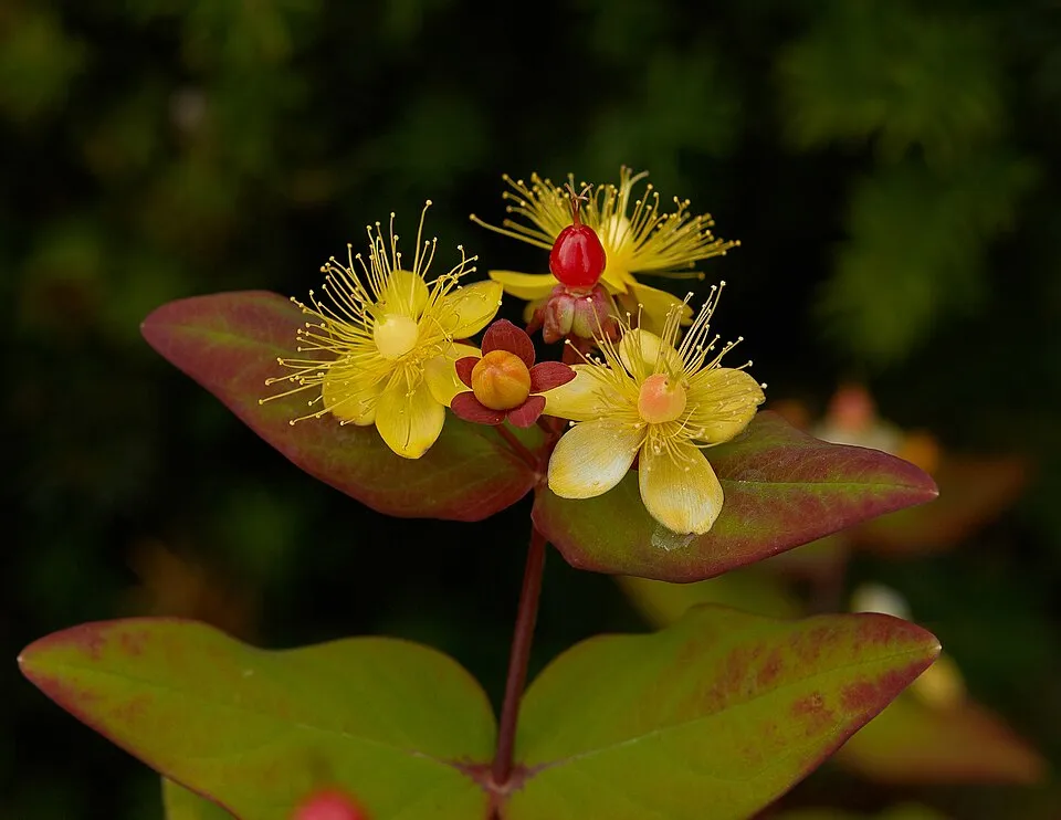 Bogyós orbáncfű / Hypericum x inodorum 'Annabell'