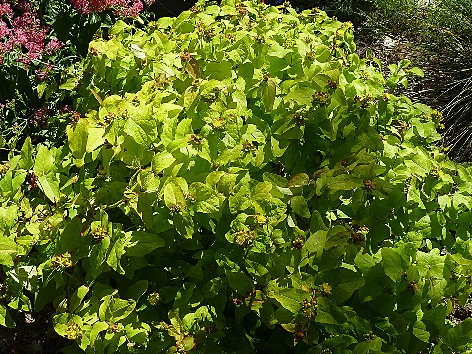 Bogyós orbáncfű / Hypericum x inodorum 'Annabell'
