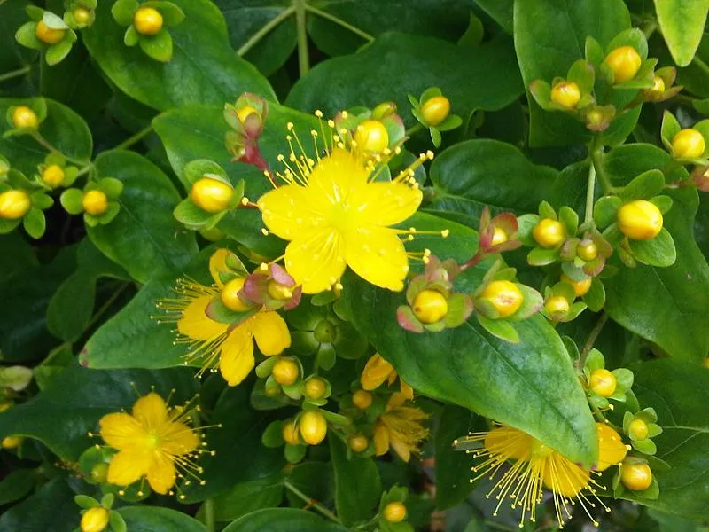 Vörösesbarna bogyós orbáncfű / Hypericum x inodorum 'Excellent Flair'
