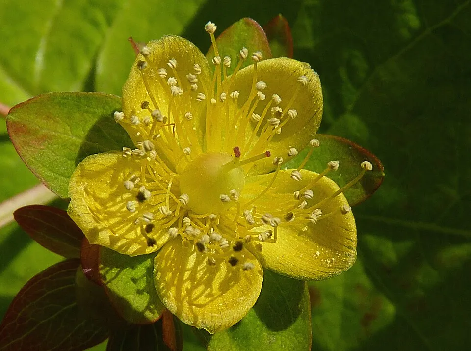 Vörösesbarna bogyós orbáncfű / Hypericum x inodorum 'Excellent Flair'
