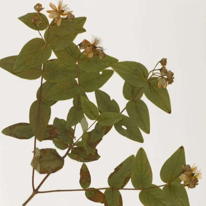 Bogyós orbáncfű / Hypericum x inodorum 'Rheingold'