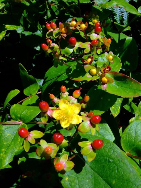 Bogyós orbáncfű / Hypericum x inodorum 'Rheingold'