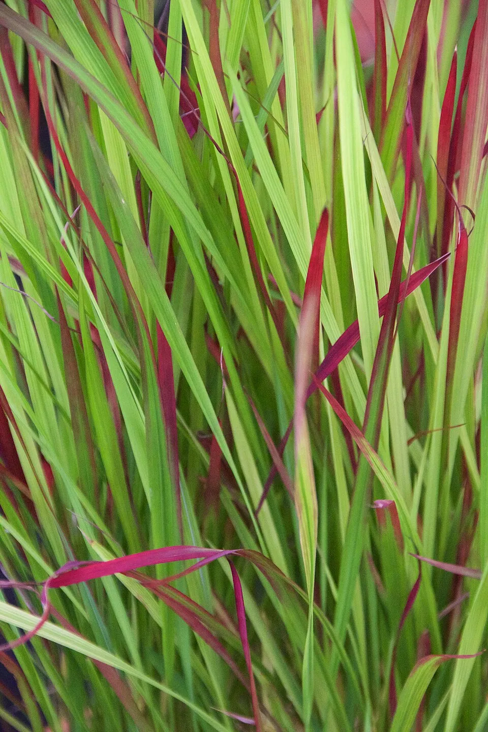 Japán vérfű / Imperata cylindrica 'Red baron'