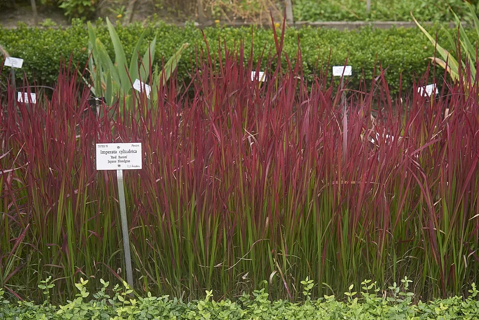 Japán vérfű / Imperata cylindrica 'Red baron'