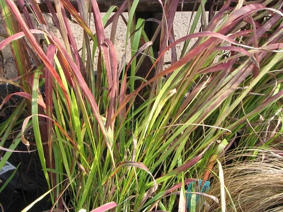 Japán vérfű / Imperata cylindrica 'Red baron'