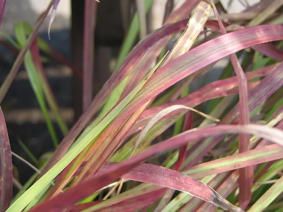 Japán vérfű / Imperata cylindrica 'Red baron'