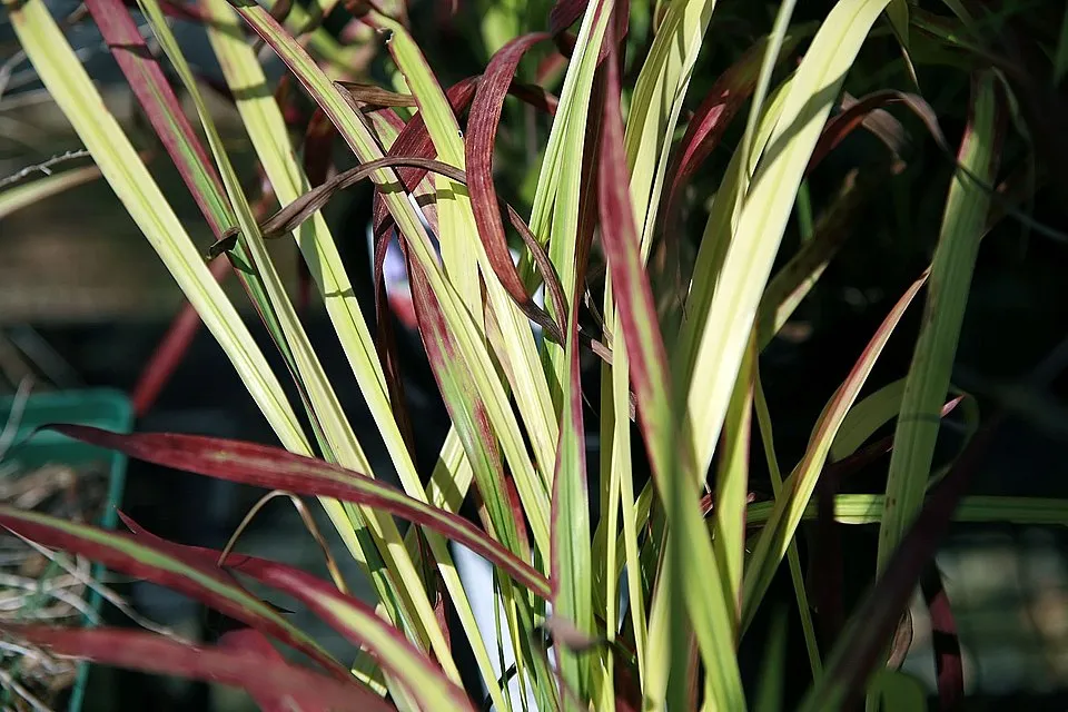 Japán vérfű / Imperata cylindrica 'Red baron'