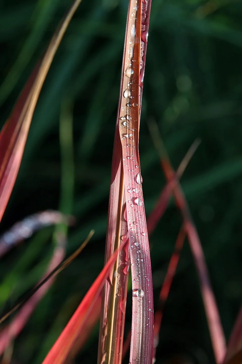Japán vérfű / Imperata cylindrica 'Red baron'