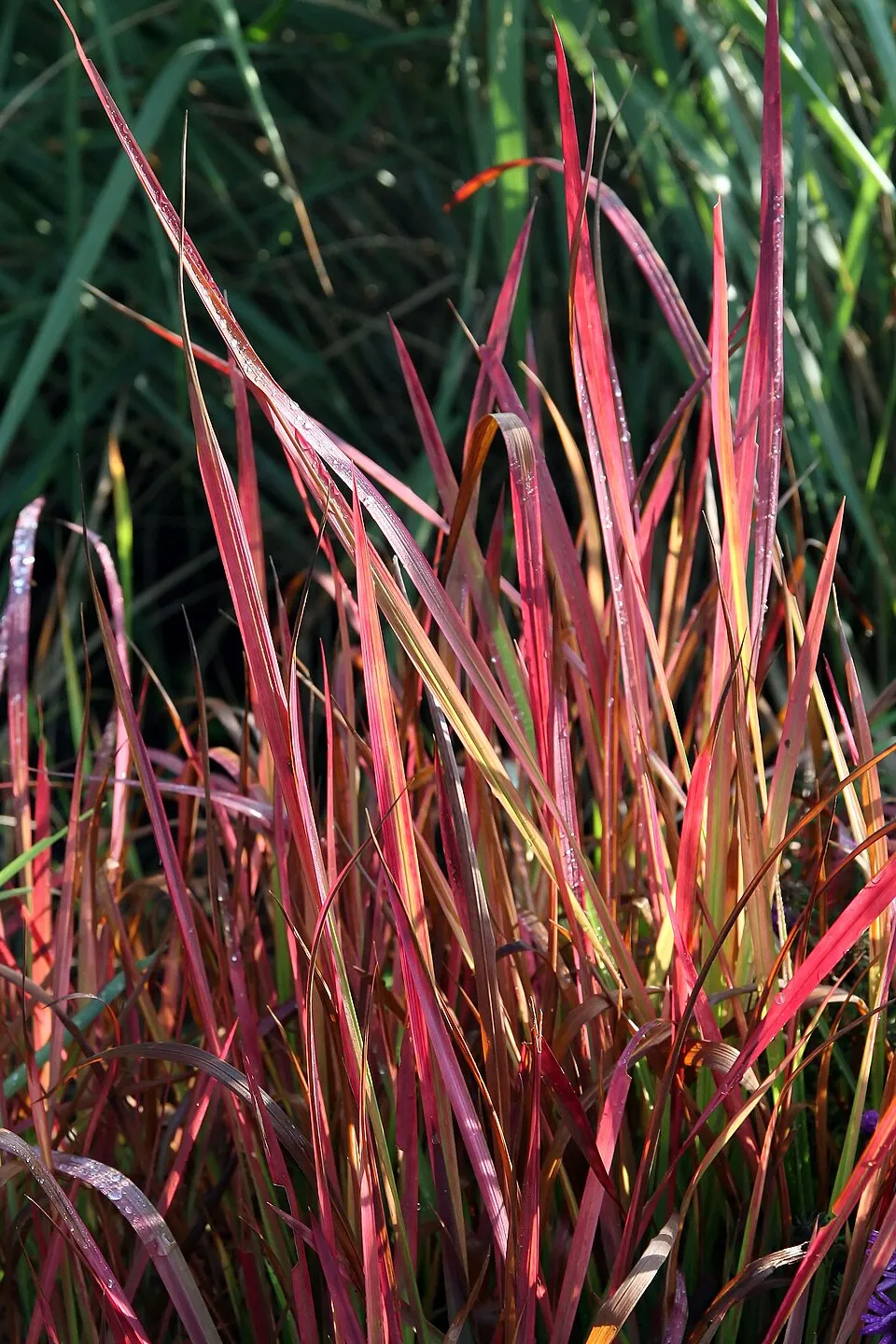 Japán vérfű / Imperata cylindrica 'Red baron'