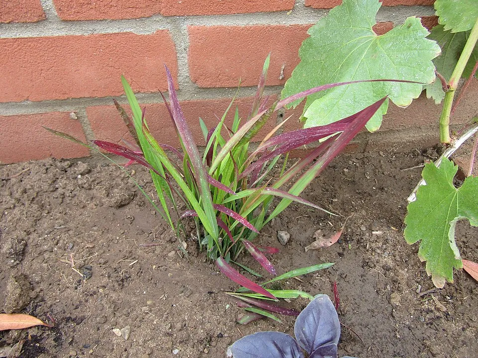 Japán vérfű / Imperata cylindrica 'Red baron'