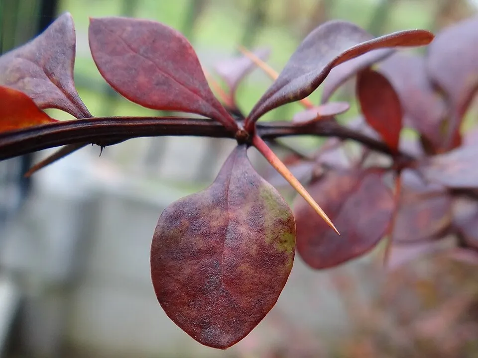 Japán vérborbolya / Berberis thunbergii 'Atropurpurea'