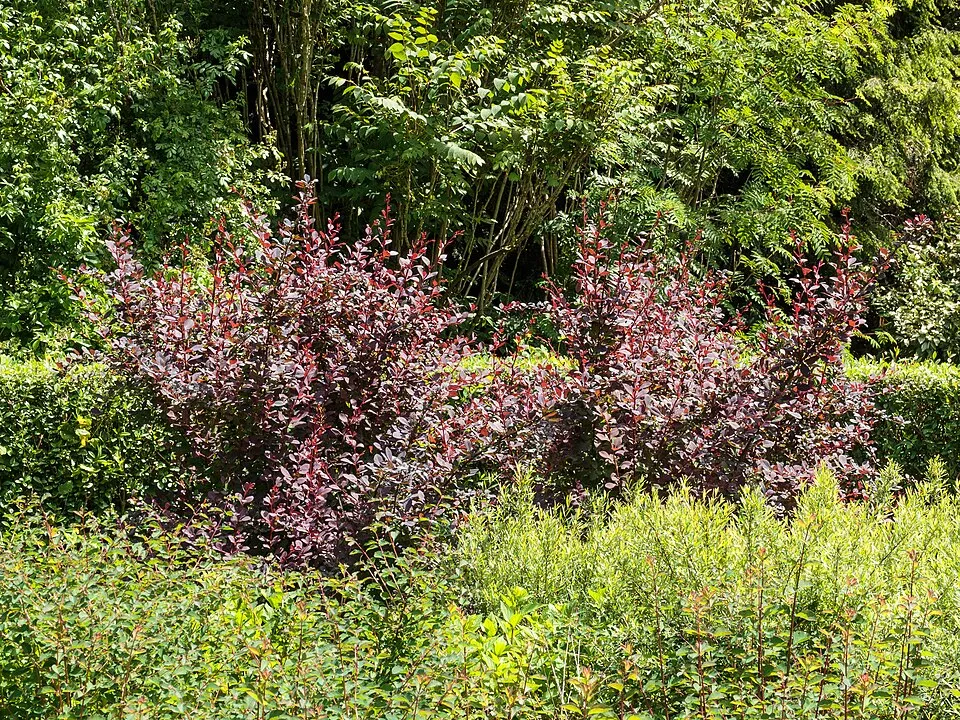 Japán vérborbolya / Berberis thunbergii 'Atropurpurea'