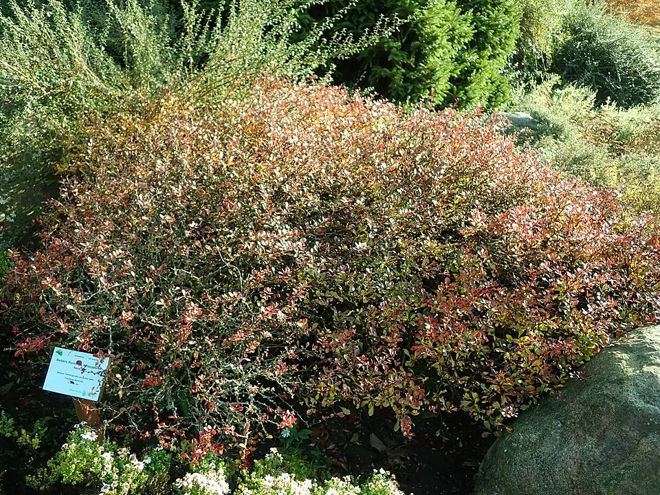 Japán vérborbolya / Berberis thunbergii 'Atropurpurea'