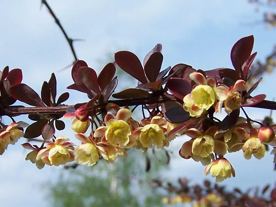 Japán vérborbolya / Berberis thunbergii 'Atropurpurea'