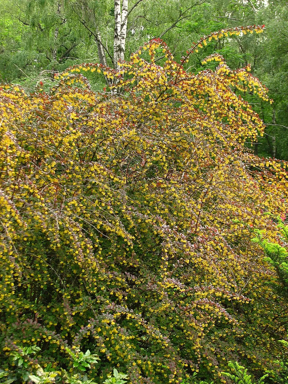 Japán vérborbolya / Berberis thunbergii 'Atropurpurea'