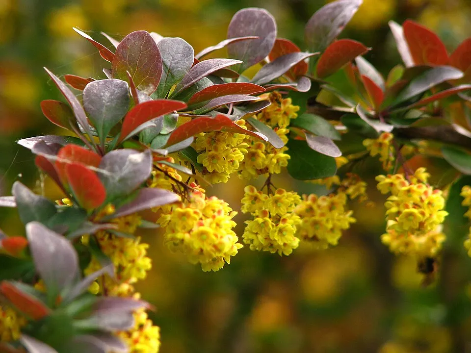 Japán vérborbolya / Berberis thunbergii 'Atropurpurea'