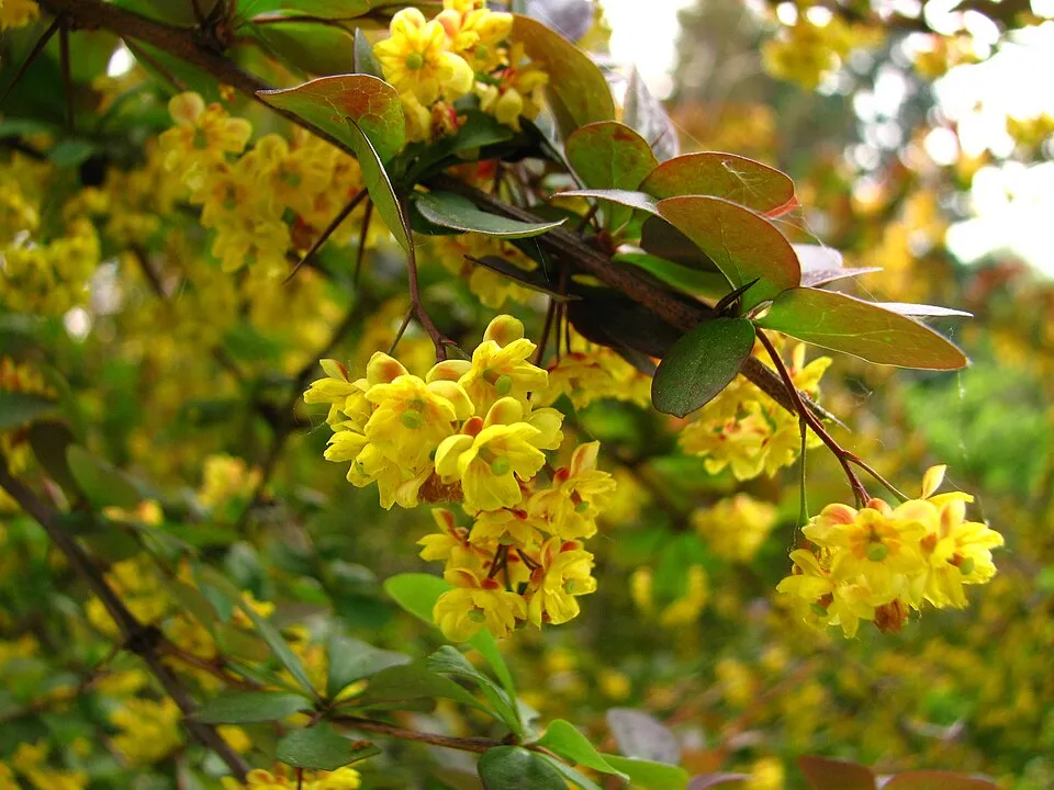Japán vérborbolya / Berberis thunbergii 'Atropurpurea'