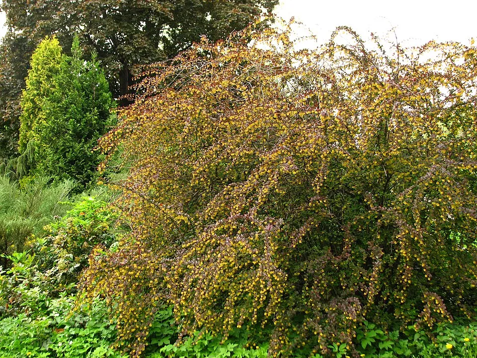 Japán vérborbolya / Berberis thunbergii 'Atropurpurea'