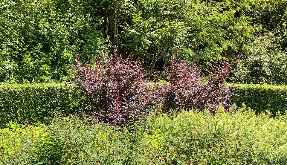 Japán vérborbolya / Berberis thunbergii 'Atropurpurea'