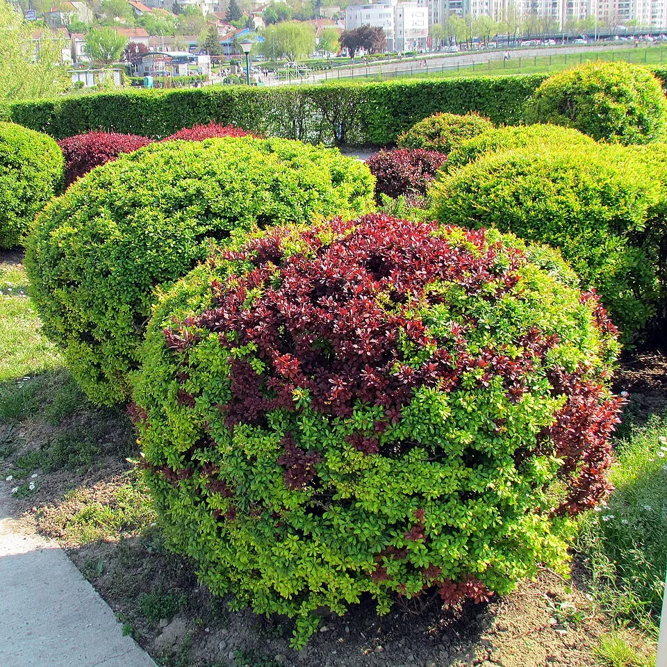 Japán vérborbolya / Berberis thunbergii 'Atropurpurea'