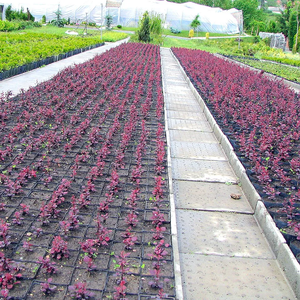 Japán vérborbolya / Berberis thunbergii 'Atropurpurea'