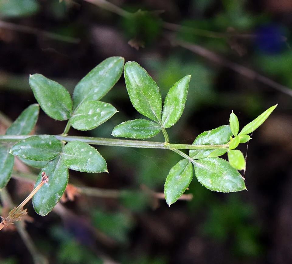 Téli jázmin / Jasminum nudiflorum