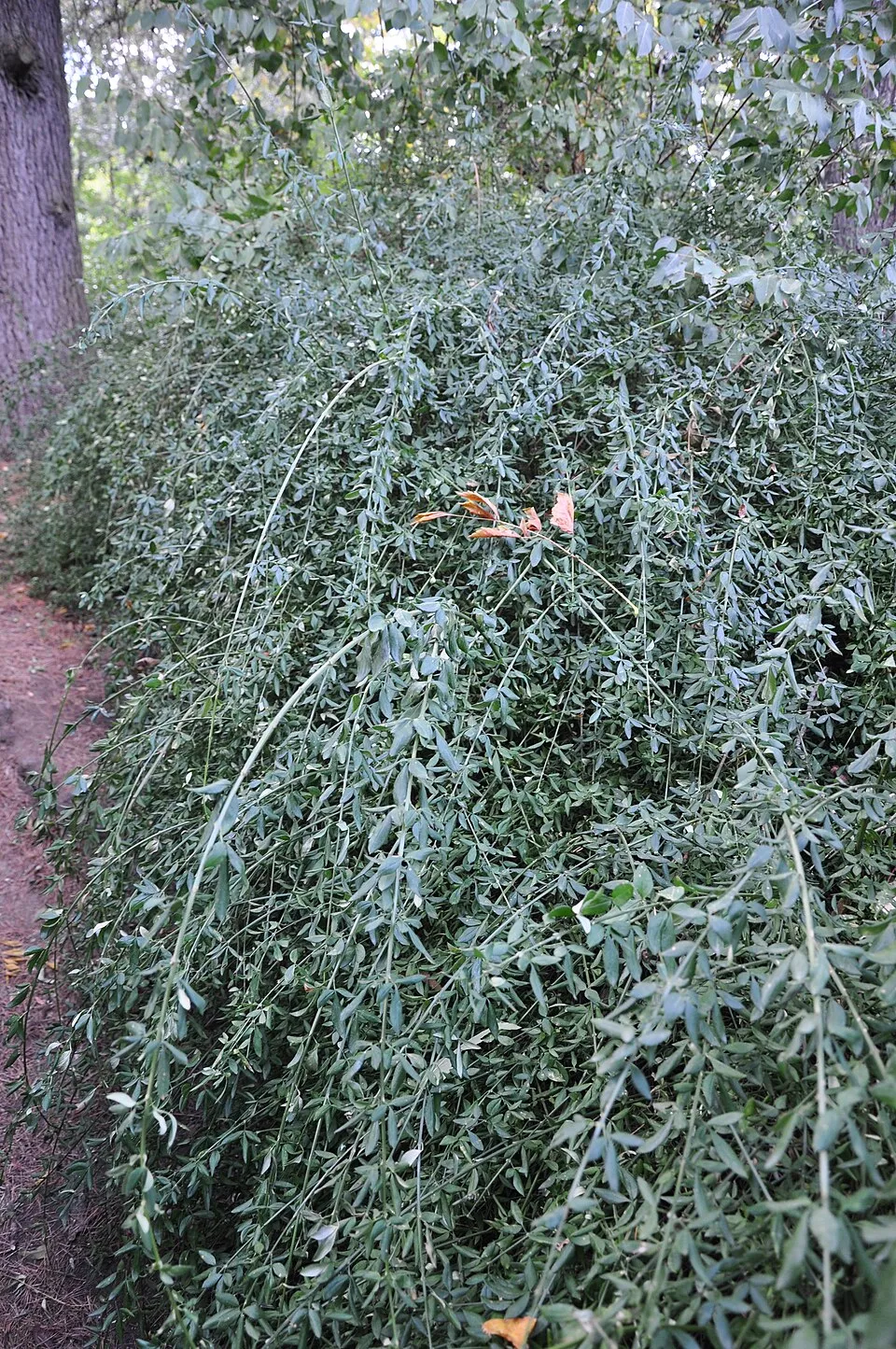 Téli jázmin / Jasminum nudiflorum
