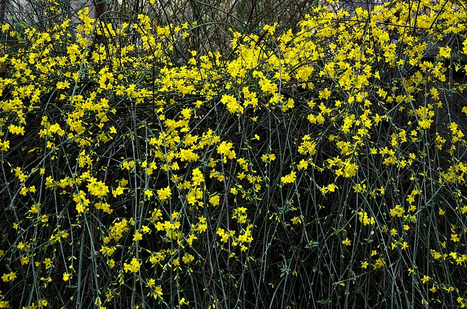 Téli jázmin / Jasminum nudiflorum