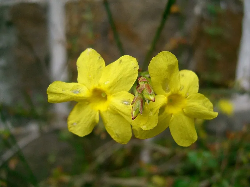 Téli jázmin / Jasminum nudiflorum