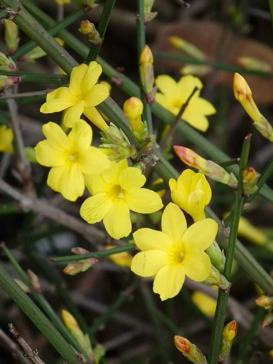 Téli jázmin / Jasminum nudiflorum