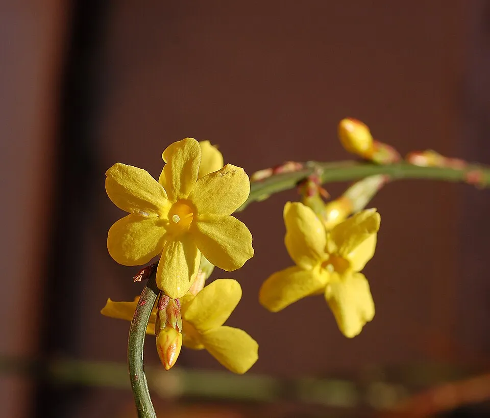 Téli jázmin / Jasminum nudiflorum