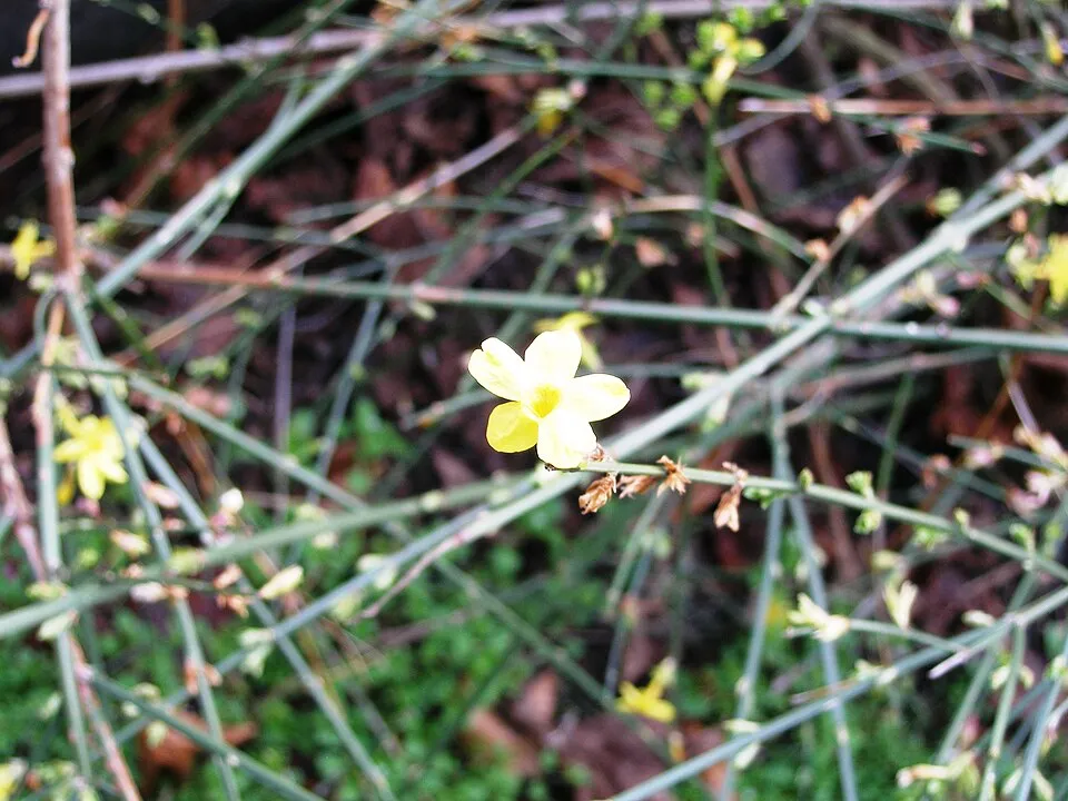 Téli jázmin / Jasminum nudiflorum
