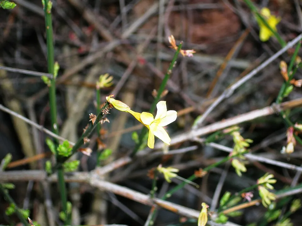 Téli jázmin / Jasminum nudiflorum