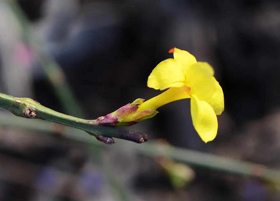 Téli jázmin / Jasminum nudiflorum