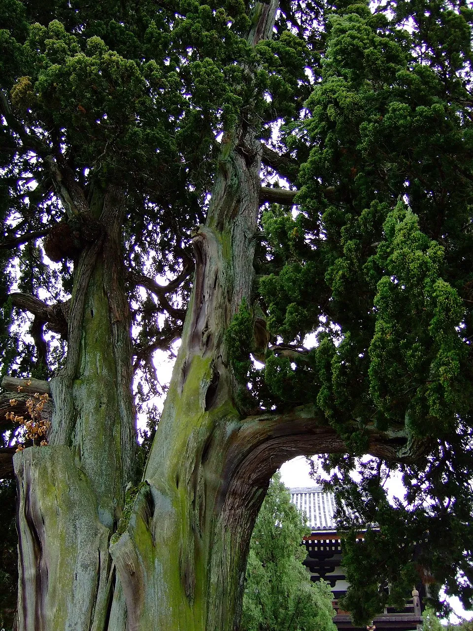 Kínai kúszóboróka / Juniperus chinensis 'Blue Alps'